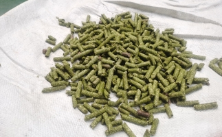 鋸末顆粒一噸能賺多少？顆粒機(jī)廠家給你算了一筆賬