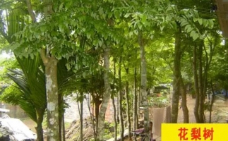 紅花梨下腳料千萬(wàn)別再丟了，都是寶啊
